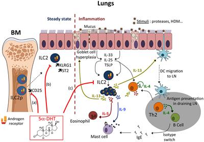 Sex Differences in Asthma: A Key Role of Androgen-Signaling in Group 2 Innate Lymphoid Cells